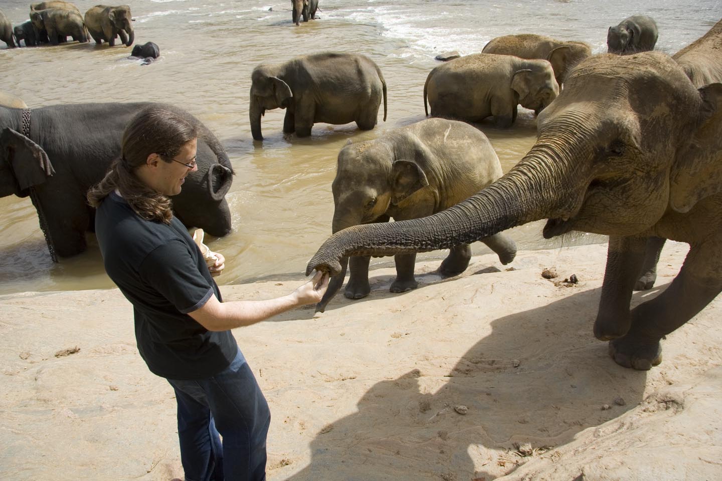 Matt Kulukundis feeding a rambutan to an elephant in Sri Lanka